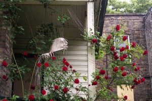 sylvan roses